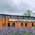 Viñedos San Lucas